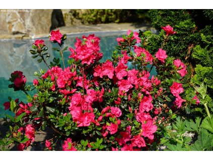 Azalia japonska Tornella