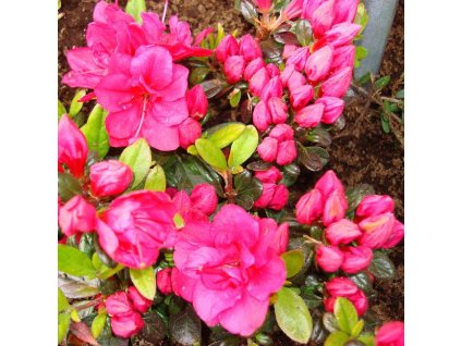 rhododendron obtusum canzonetta