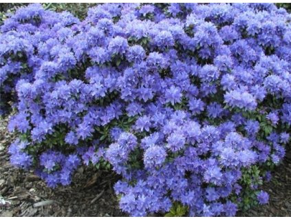 I Grande 4758 rhododendron impeditum blue tit 20 30 cm pot c2 nain.net