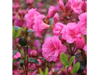 rhododendronjaponicababushkaweb