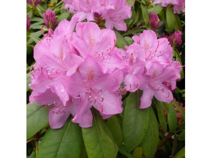 RHODODENDRON ROSEUM ELEGANS XL