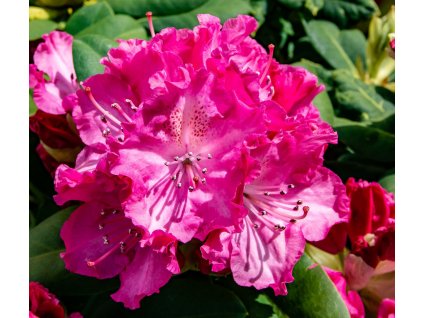 00 rhododendron hybride germania 31949 1 origin img