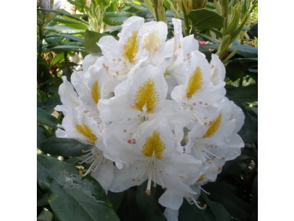 RHODODENDRON MADAME MASSON XL
