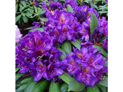 RHODODENDRON MARCEL MENARD