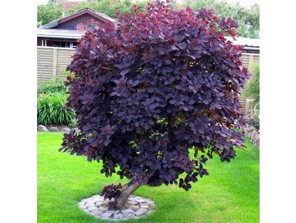 cotinus coggygria royal purple smoke bush deciduous shrub hardy p264 28671 image
