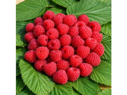 221f0d2c 1ec2 419e 8a13 4d583c176ca3