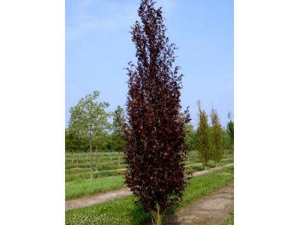 Fagus sylvatica Dawyck Purple