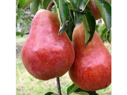 Hruska Williamsova cervena