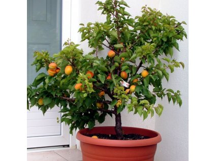 ac07754aa5dc3731d4d1ba6955133f8b