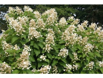 hydrangea paniculata papillon 1