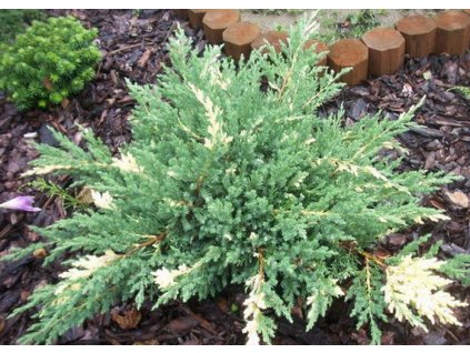 Juniperus davurica expansa variegata Törpe tarkalevelű kínai kúszóboróka16