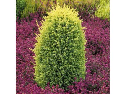 Juniper Gold Cone.jpg