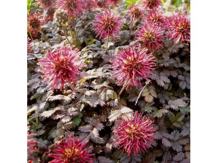 1172558515 87e4ca4760 b 1 e1550096188799