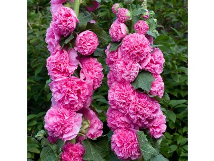 Alcea rosea Charters Double Rose