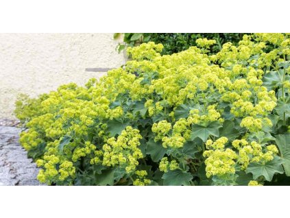 alchemilla mollis 1200 630 FB 06302019 min