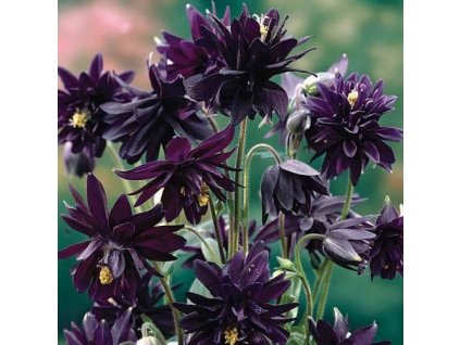 tumbnail 5dd54951 ef18 4f89 b6f8 0cc07071b9c3