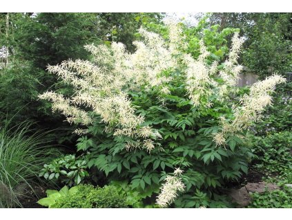 Aruncus dioicus m 1 nbrcg wi 1024x1024