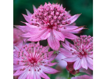 Astrantia major Rosensinfonie