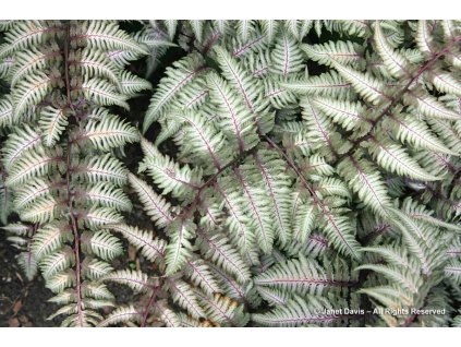 Athyrium niponicum Pewter Lace