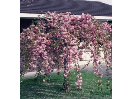 Prunus Kiku Shidare