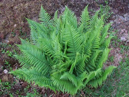 Dryopteris filix mas kivikkoalvejuuri Kari Phylaviita CC BY NC