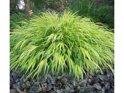 grass aureola forest grass 1024x1024