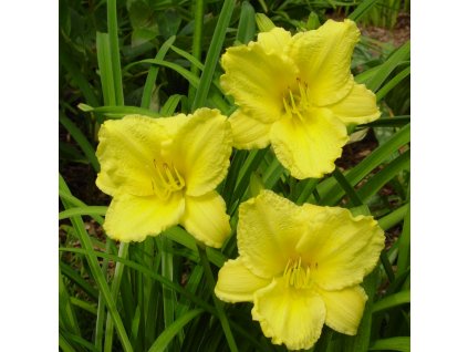 Hemerocallis Big Time Happy