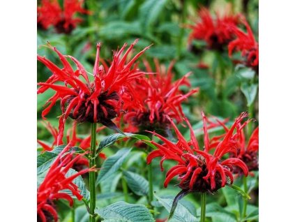 s273759482246001549 p1030 i2 w1280