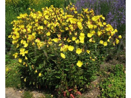 oenothera fruticosasonnenwende