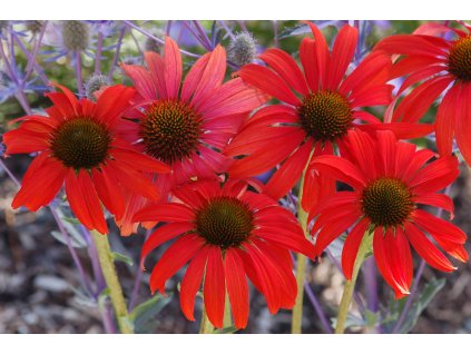 Echinacea Tomato Soup 3b