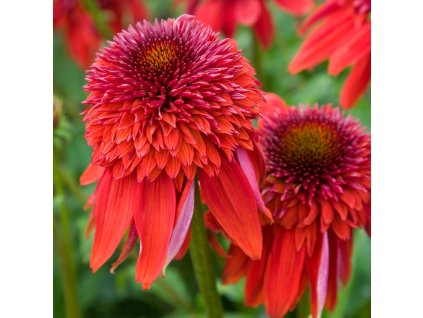 Echinacea Eccentric