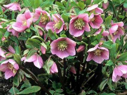 helleborus kerstroos soort 204