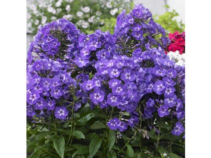Phlox paniculata Blue Boy