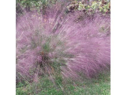 ERAGROSTIS spectabilis1.jpeg