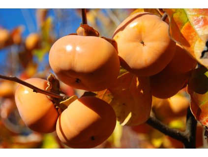 Persimmon Trees