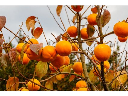 z24940294AMP,Sharon to owoc znany rowniez jako persymona albo