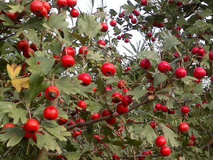 crataegus azarolus