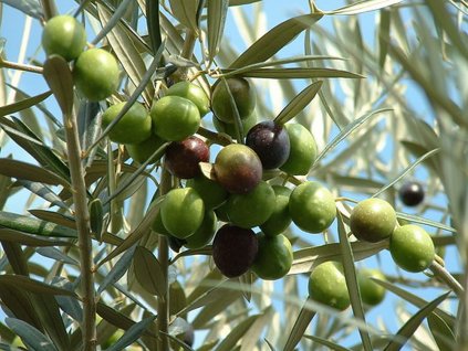 Olea europaea fruit