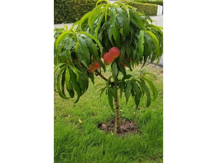 zwerg pfirsich m009001 892050 1