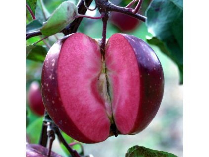 Jablon Baya Marisa 1