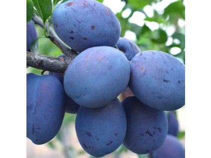 Slivka Čačanská lepotica