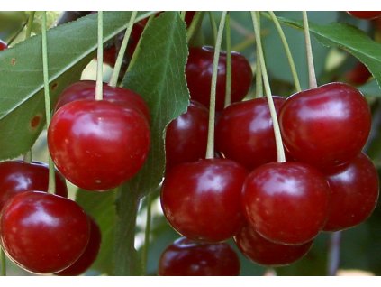 14 dedrecenibőt másolata