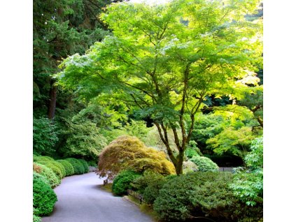Japanese Maple