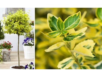 Euonymus Fortunei Emerald Gold- 30cm kmienok