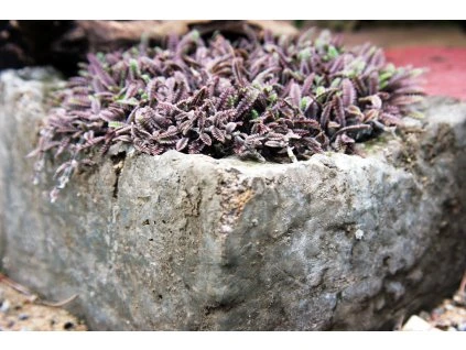 2666358115 e229a935f6 b