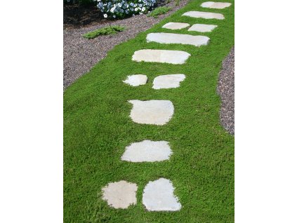 Stepables Perfect Plants for Paths and Walkways 22