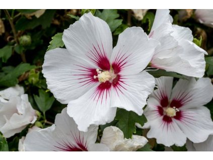 Web Use PDB 8 8 18 0736 13496