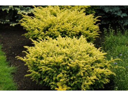 imga2d9dc38e809d19348bd4dd9c267e 1 aa2be109285157f34f1b63e4cd61f539f61deae5 z1