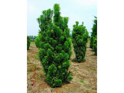 Cephalotaxus harringtonia FASTIGIATA 1