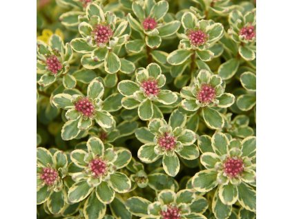 sedum